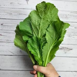 [하라네]여수 노지 돌산갓 생갓 햇갓 산지배송 2kg