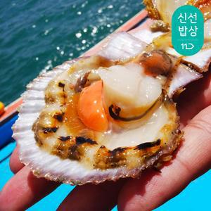 [대한민국농수산] 남해안 특품 제철 홍가리비 3kg