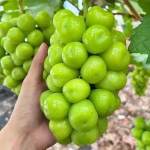 프리미엄 샤인머스켓 4kg 내외 (4-5수) 실중량 고당도 망고포도