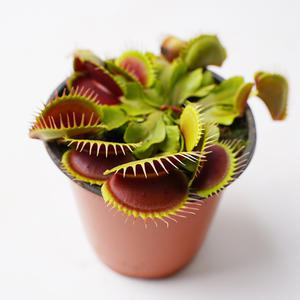 갑조네 파리지옥