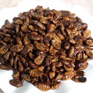 번데기 1kg 무료배송 냉동번데기 길거리 간식의 대표 365일 안심포장 쪽빛누리
