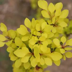 묘목/신품종 양매자 매자나무 -황금매자/ 4치포트-2개묶음 TN1014