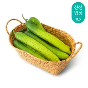 [품질보장] 국내산 백다다기 오이 3kg / 아삭아삭 백오이