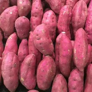 청정 해남 세척 꿀고구마 10kg 식사대용 원물간식
