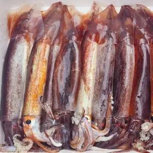 주문진 국내산 비손질 생물 오징어 큰사이즈 10마리 1.6kg 통오징어