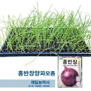 홍반장 양파모종 25년 한판(200구-160개보장)