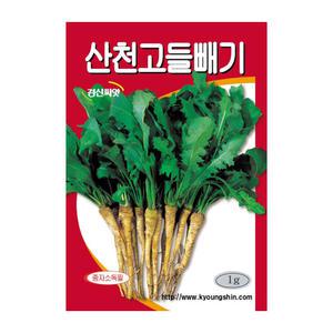 고들빼기씨앗 산천고들빼기 1g 쌉쌀한 김치 담그기