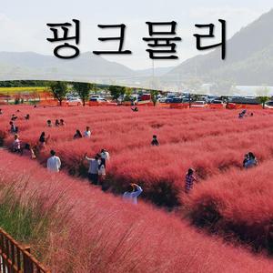 핑크뮬리 씨앗 종자 2g (1200립) / 꽃객프로젝트