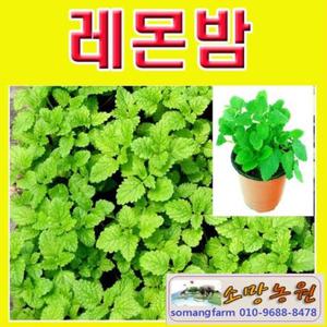 F(소망)레몬밤 화분(소)3개 묶음/레몬밤모종판매