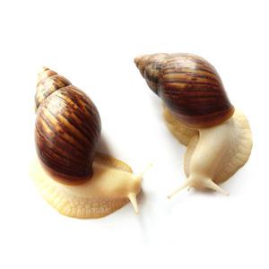 백와 애완달팽이 대형 한쌍