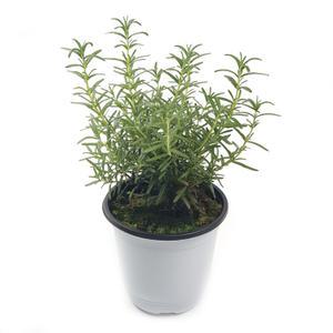 공기정화 식물 허브 키우기 로즈마리 중품 15cm