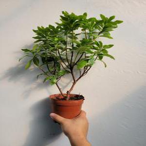 향기의여왕 천리향 야생화 30~55cm 135