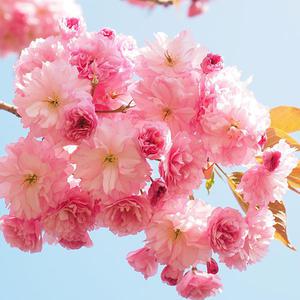 벚나무 묘목 품종 왕벚 겹벚 수양벚꽃나무