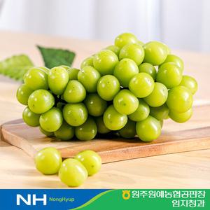 샤인머스켓 2kg 프리미엄 고당도 망고포도