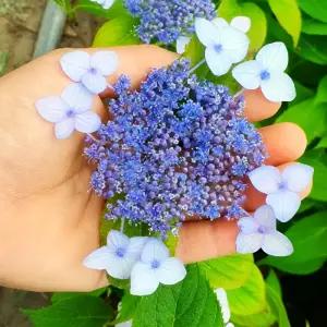 산수국나무 H0.6전후 포트묘