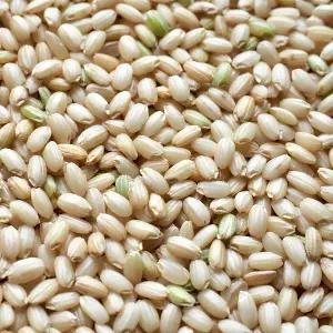 국산 찹쌀현미 500g x 2봉 l 찰현미 잡곡 l 지퍼팩 소포장
