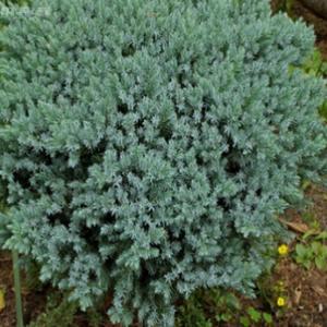 조경수 관상수 묘목- 향나무 블루스타-H0.2 x W0.4   TK113