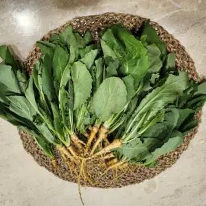 [하라네]순천 노지 생 고들빼기 산지직송 1kg