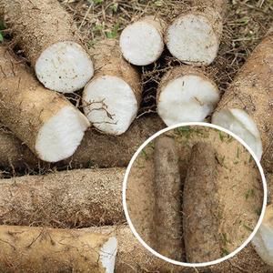 [장보리]모자농부의 안동장마 마 2kg 상