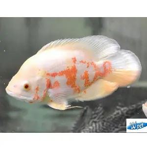 [신세계수족관] 알비노 타이거 오스카 7cm 1마리