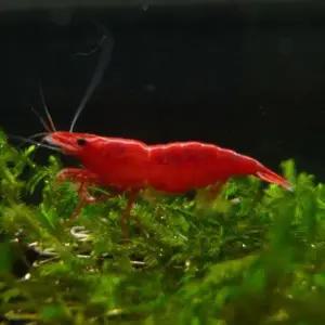 레드 사쿠라[슈퍼체리, 8마리]