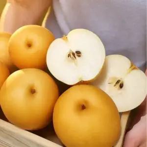 2025년 첫수확 햇배 나주 신고배 가정용 3kg 중소과 (7~9과 내외)