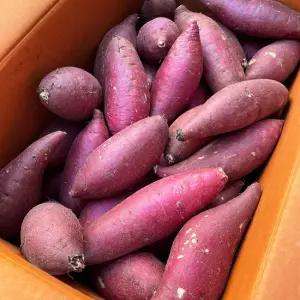 25년 국내산 햇 세척 꿀밤고구마 3kg(특상)