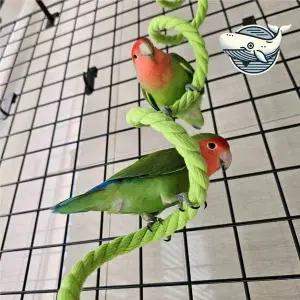 [셀러에이드]앵무새 놀이터 와이어 로프 다채로운 환경
