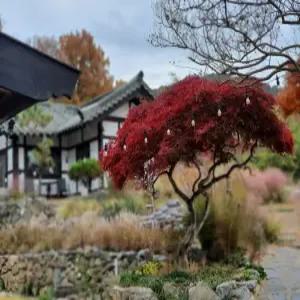 [전남] 나주 고택 산에는꽃이피네(전남, 나주)