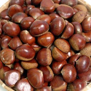 알밤 (대) 2kg 무료배송 2025년 햇밤 국내산 군밤용 밤 생밤 (칼집X) 쪽빛누리