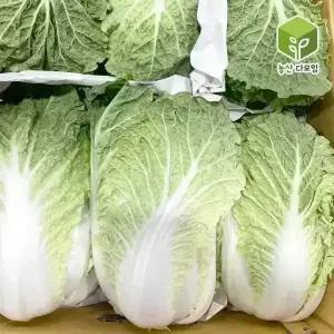 국내산 알배기 쌈배추 6통