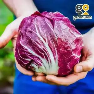 라디치오 1통(약500g) 국내산 이탈리안치커리 샐러드
