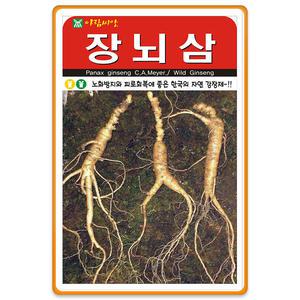 장뇌삼 씨앗 종자 200립 장뇌삼씨 삼 인삼 씨앗 삼씨