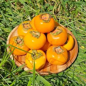 [산해직송] 청도 반시 씨없는 감 2.5kg 중과