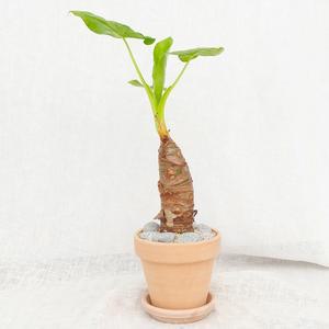 파워플랜트 미니 알로카시아