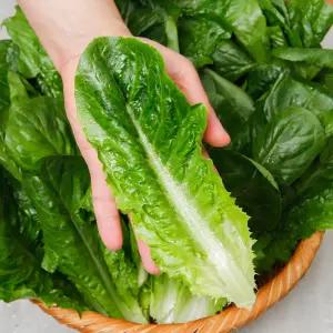 통로메인 상추 2kg