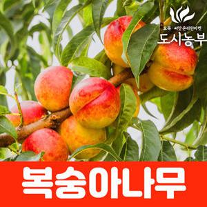 복숭아나무 묘목 (신비복숭아) 접목1년특묘/도시같이