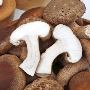 무농약 송화고 송향버섯 고기버섯