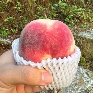 경북 제철과일 고당도 설아 설리 복숭아 1kg 2-5과 내외