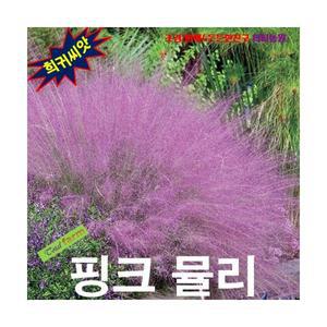(희귀씨앗) 핑크뮬리 (분홍쥐꼬리새) 15립 분위기연출