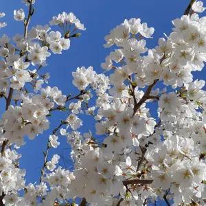 왕벚꽃나무 묘목판매 (청아원예조경)최소구매2개