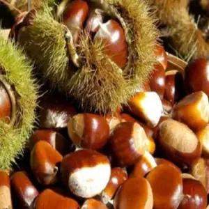 밤나무 포르단  접목묘목 1주  조생종 튼튼한 정품 유실수 조경수 묘목