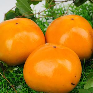 아삭하고 단단한 가을 햇 단감 10kg 대용량