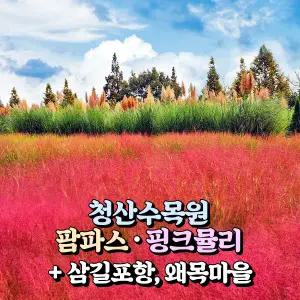 [충남] 태안 청산수목원 가을여행(팜파스/핑크뮬리)+서산 삼길포항+당진 왜목마을 당일여행 / 서울경기出
