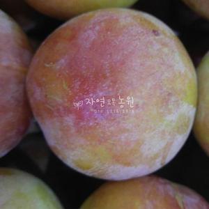 왕자두 묘목 나무, 자연농원,최소구매2개