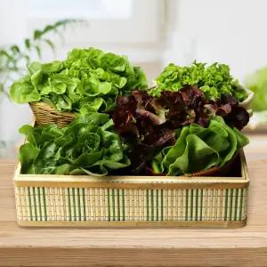 GAP 유럽 샐러드용 쌈채소(4~6종 랜덤) 2kg(내외)