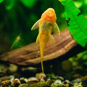 [서진열대어] 수초 및 벽면청소고기-W-46 144안시숏핀 2마리