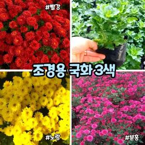 조경용 국화(4치 포트)가든멈 3색/ 가을 조경용식물 / 노지월동 / 가을야생화
