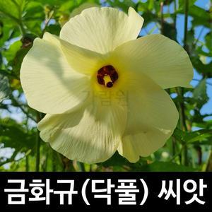 금화규 씨앗 닥풀 종자 히비스커스 꽃씨 꽃씨앗 20알