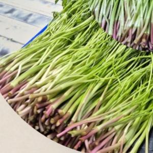 3대가 농사 외길 청도 미나리 200g (최첨단 스마트팜 시설 도입)